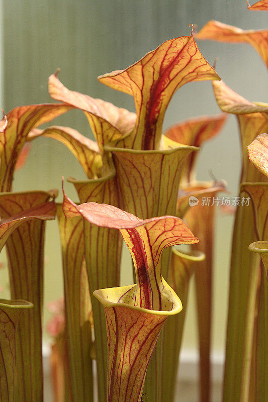 Pitcher Plant